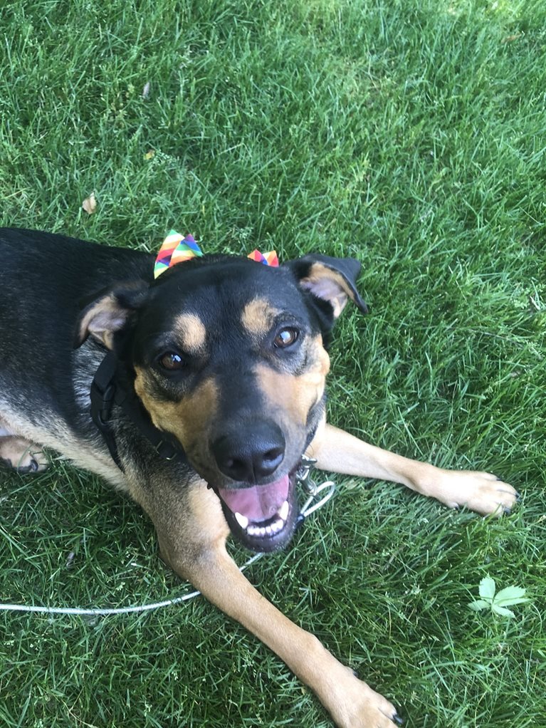 Akay's dog wearing a rainbow bandana